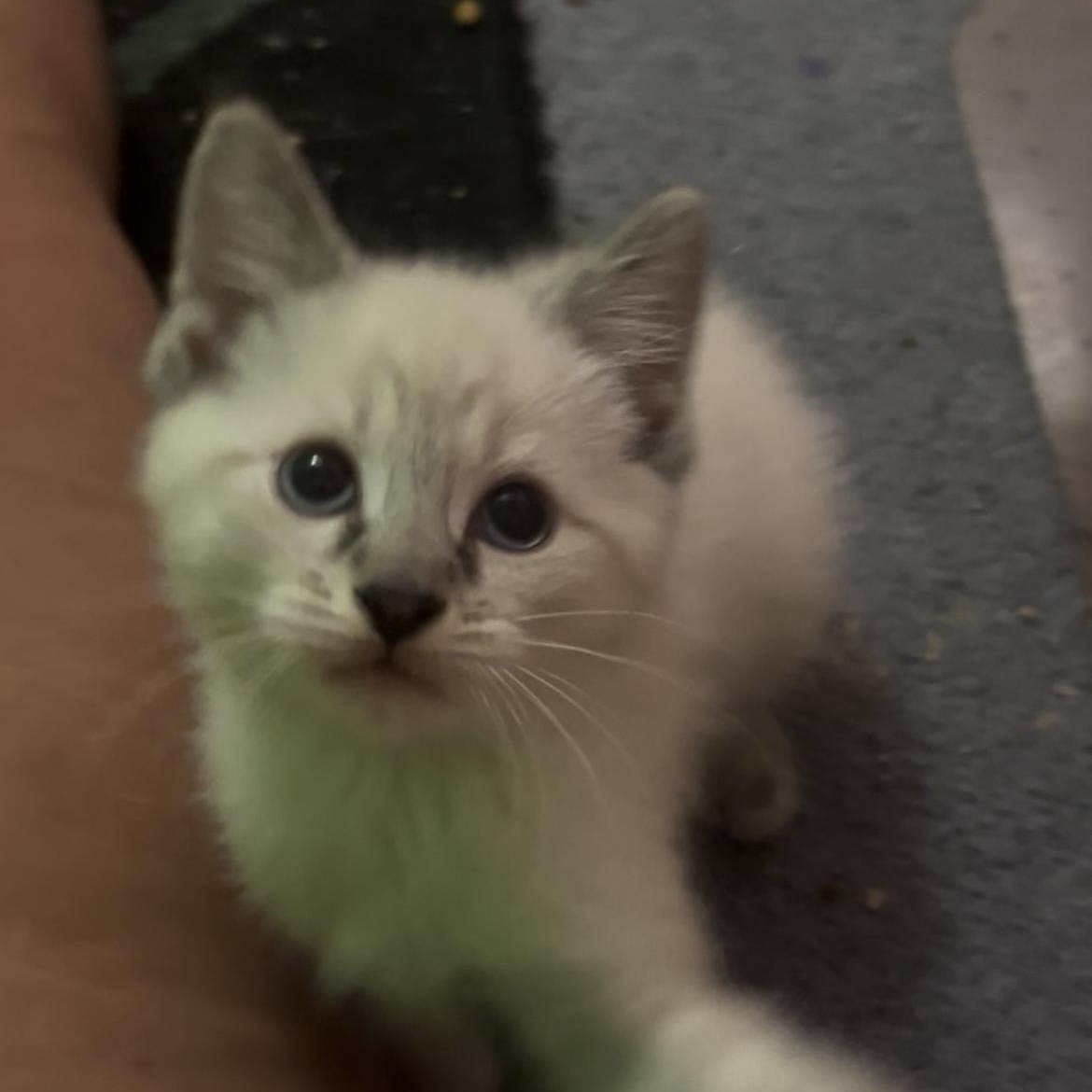 Enlarge Sugar, an adopted mixed breed in Morgantown, WV image 3/5