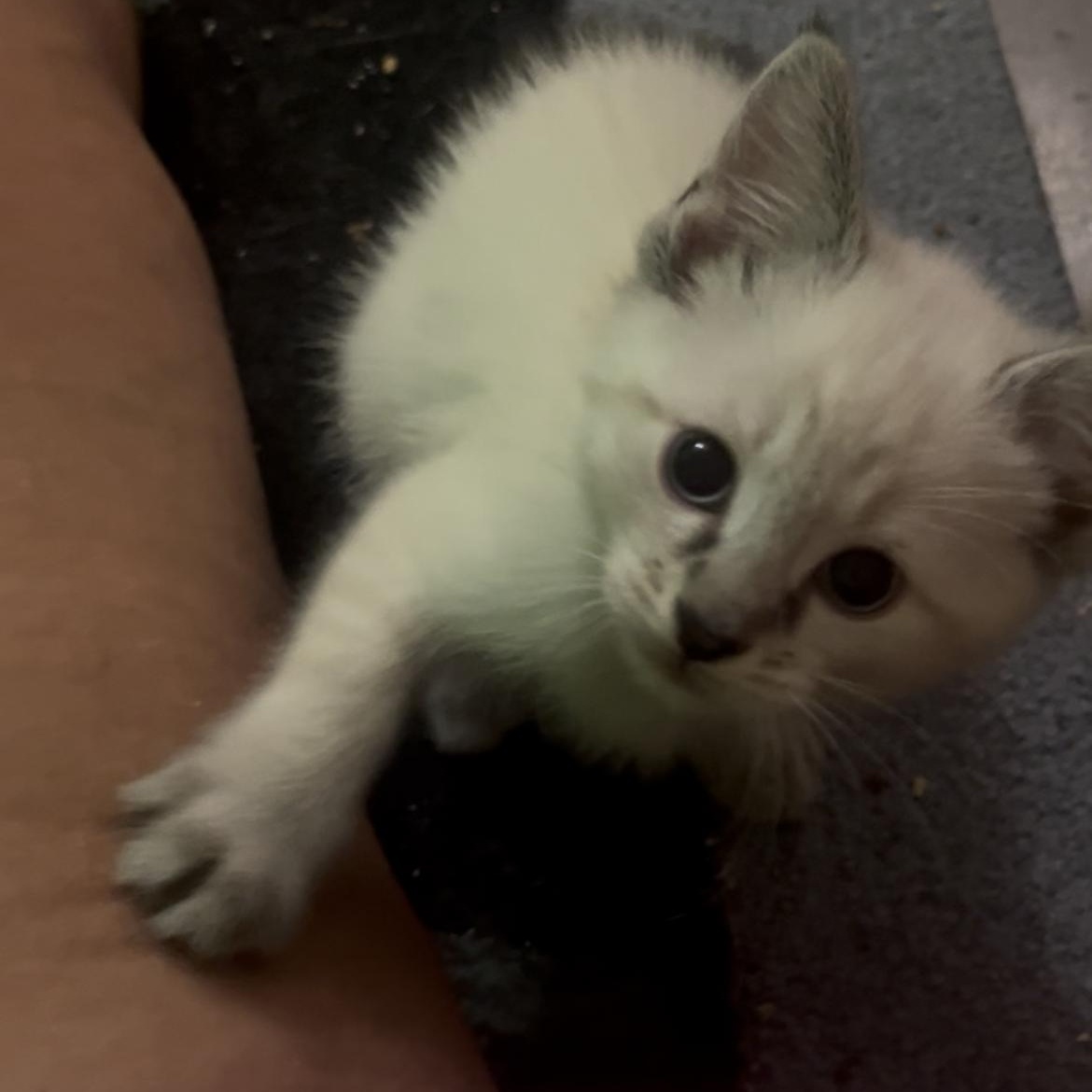 Enlarge Sugar, an adopted mixed breed in Morgantown, WV image 2/5