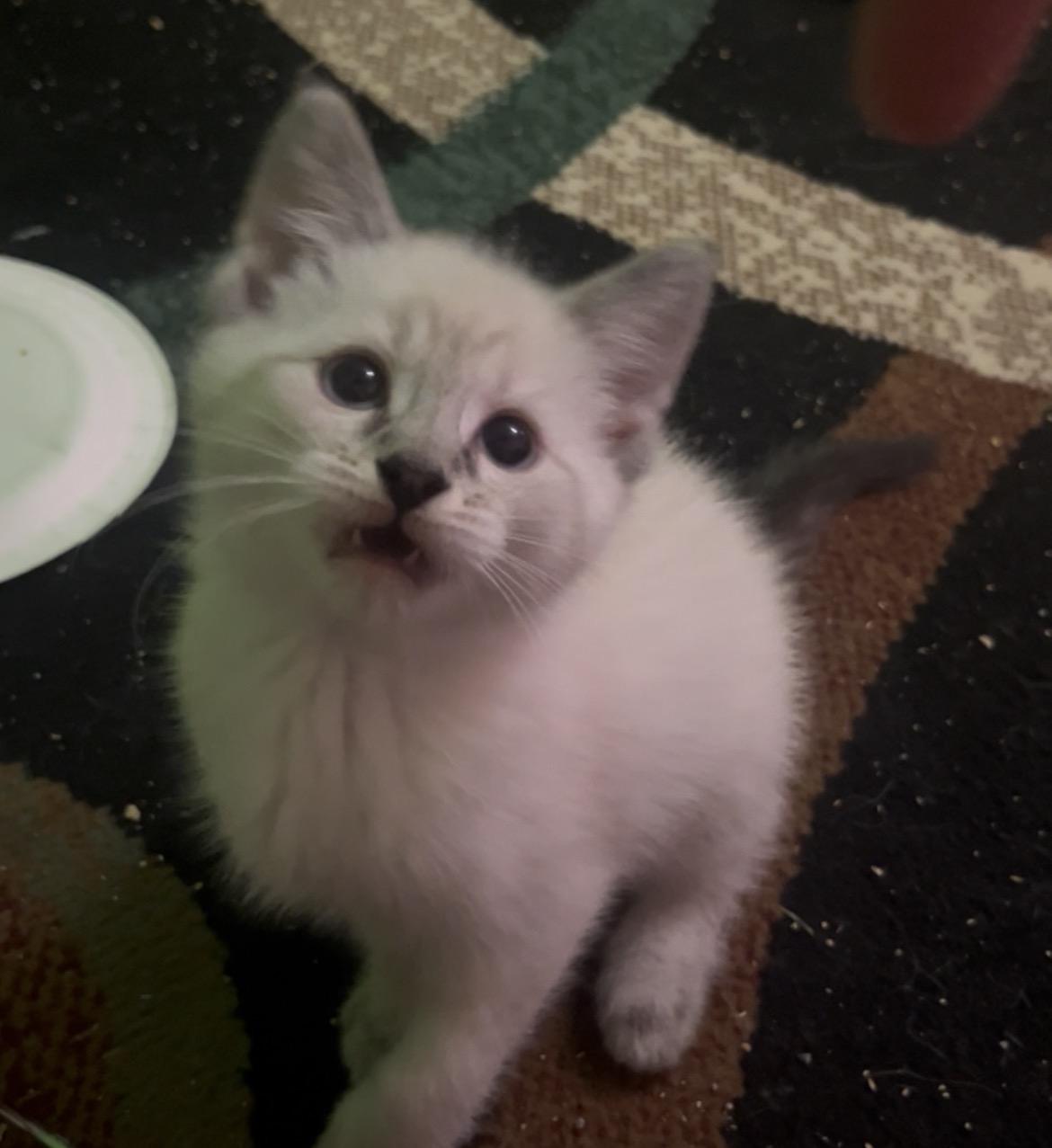 Enlarge Sugar, an adopted mixed breed in Morgantown, WV image 1/5