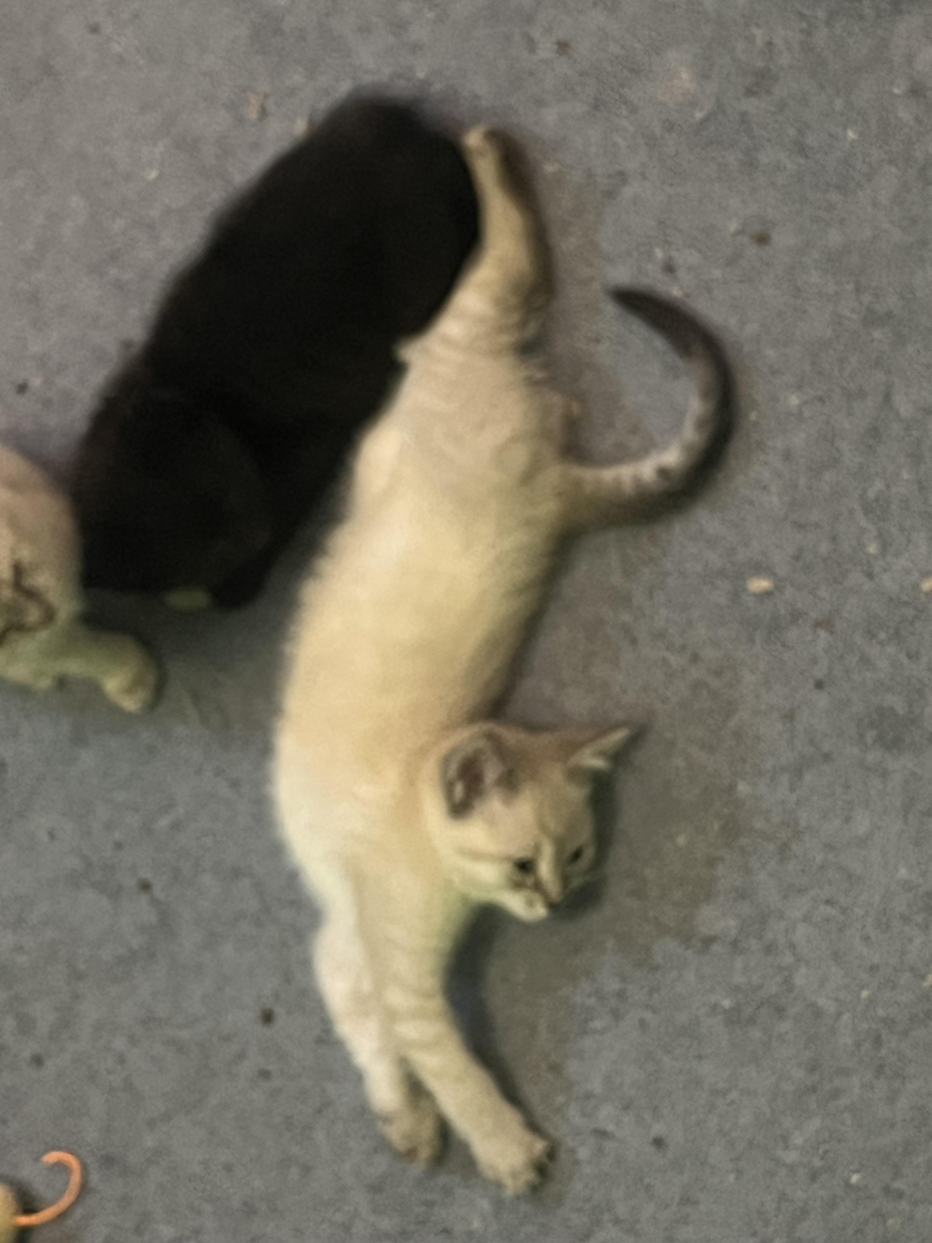 Enlarge Sugar, an adopted mixed breed in Morgantown, WV image 4/5