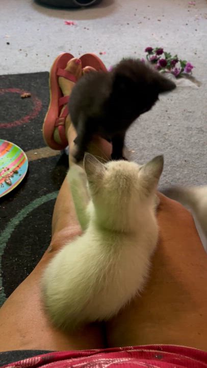 Enlarge Sugar, an adopted mixed breed in Morgantown, WV video 5/5