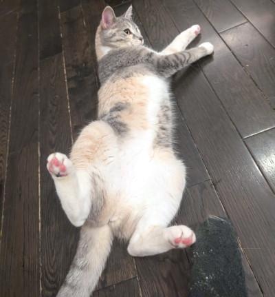 Enlarge Alice, a ADOPTABLE Domestic Short Hair in Mississauga, ON image 5/6