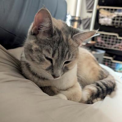 Enlarge Alice, a ADOPTABLE Domestic Short Hair in Mississauga, ON image 3/6