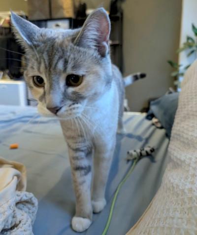 Enlarge Alice, a ADOPTABLE Domestic Short Hair in Mississauga, ON image 2/6