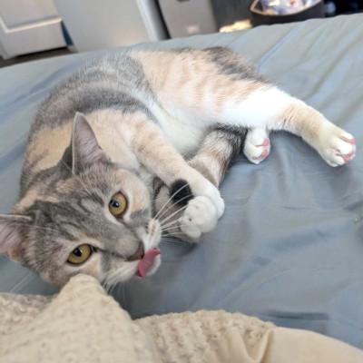 Enlarge Alice, a ADOPTABLE Domestic Short Hair in Mississauga, ON image 4/6