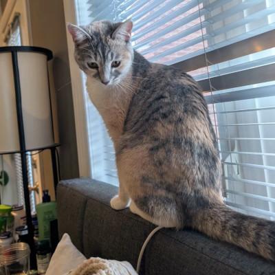 Enlarge Alice, a ADOPTABLE Domestic Short Hair in Mississauga, ON image 1/6