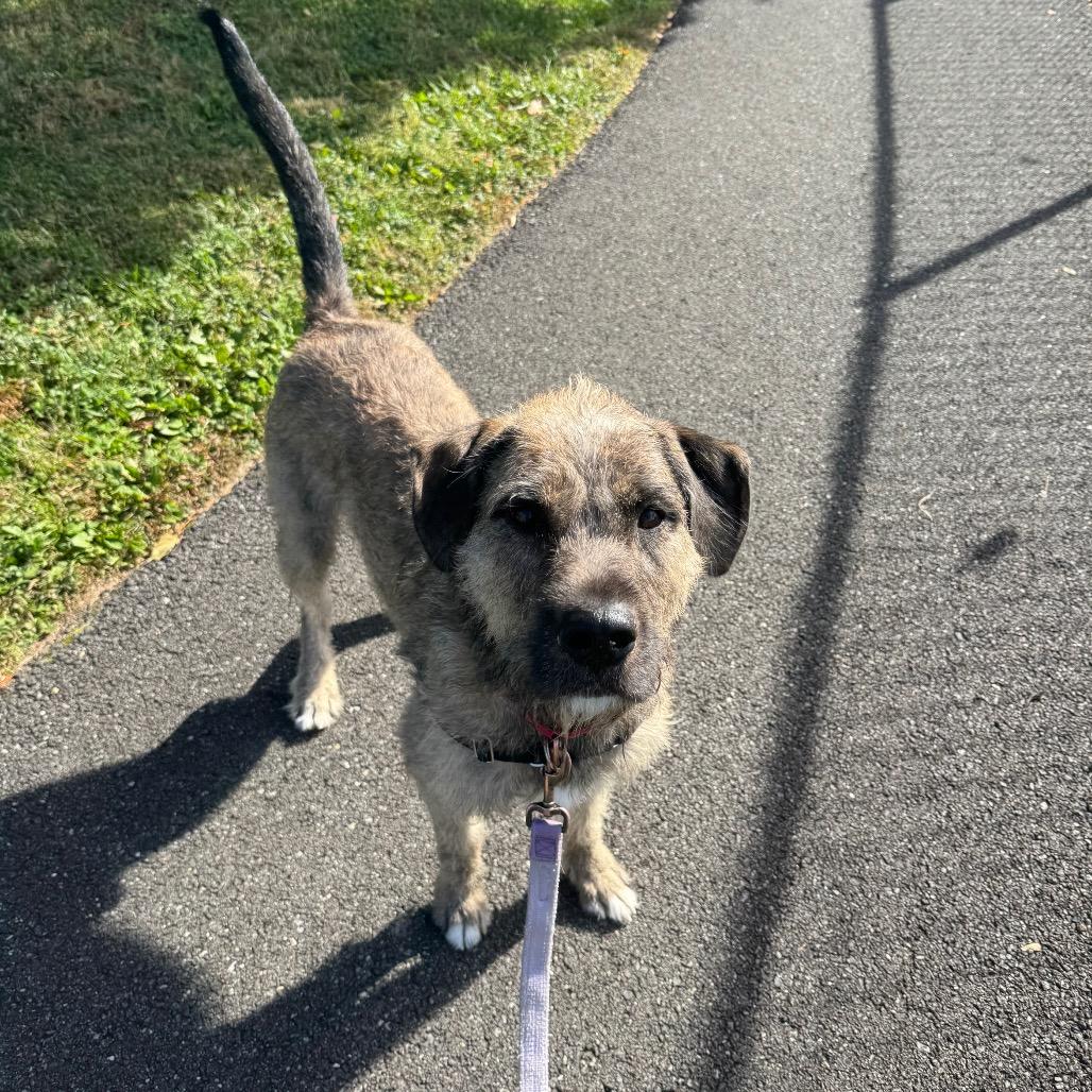 Kano, a Adoptable Mixed Breed in Newark, DE image 1/6