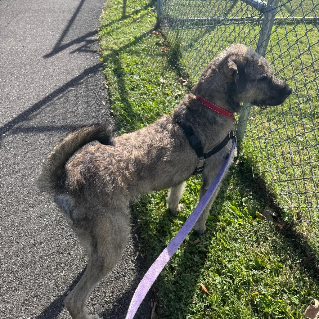 Kano, a Adoptable Mixed Breed in Newark, DE image 2/6