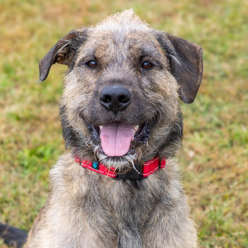 Kano, a Adoptable Mixed Breed in Newark, DE image 3/6