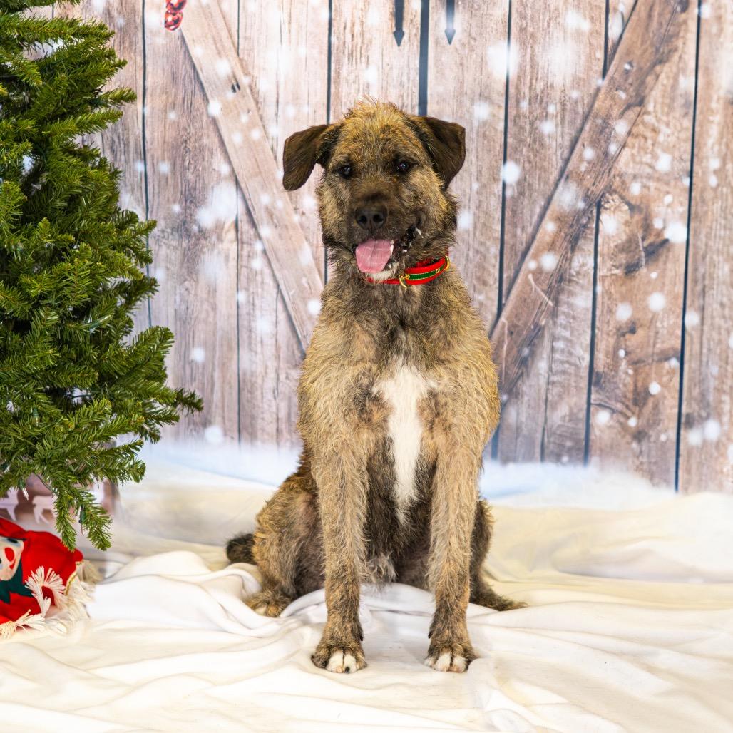 Kano, a Adoptable Mixed Breed in Newark, DE image 4/6