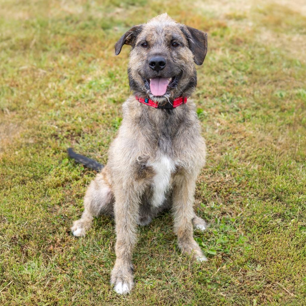 Kano, a Adoptable Mixed Breed in Newark, DE image 5/6