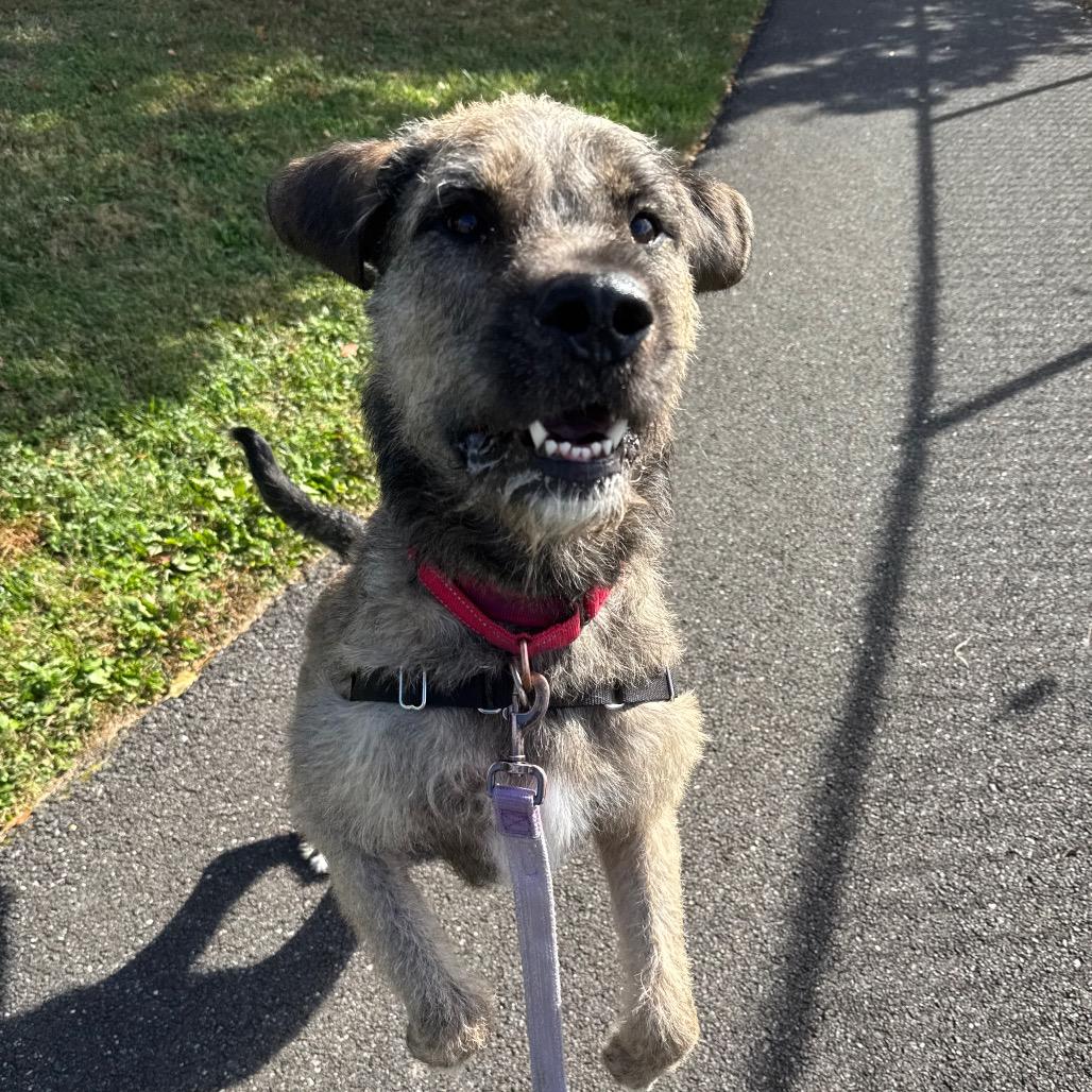 Kano, a Adoptable Mixed Breed in Newark, DE image 6/6