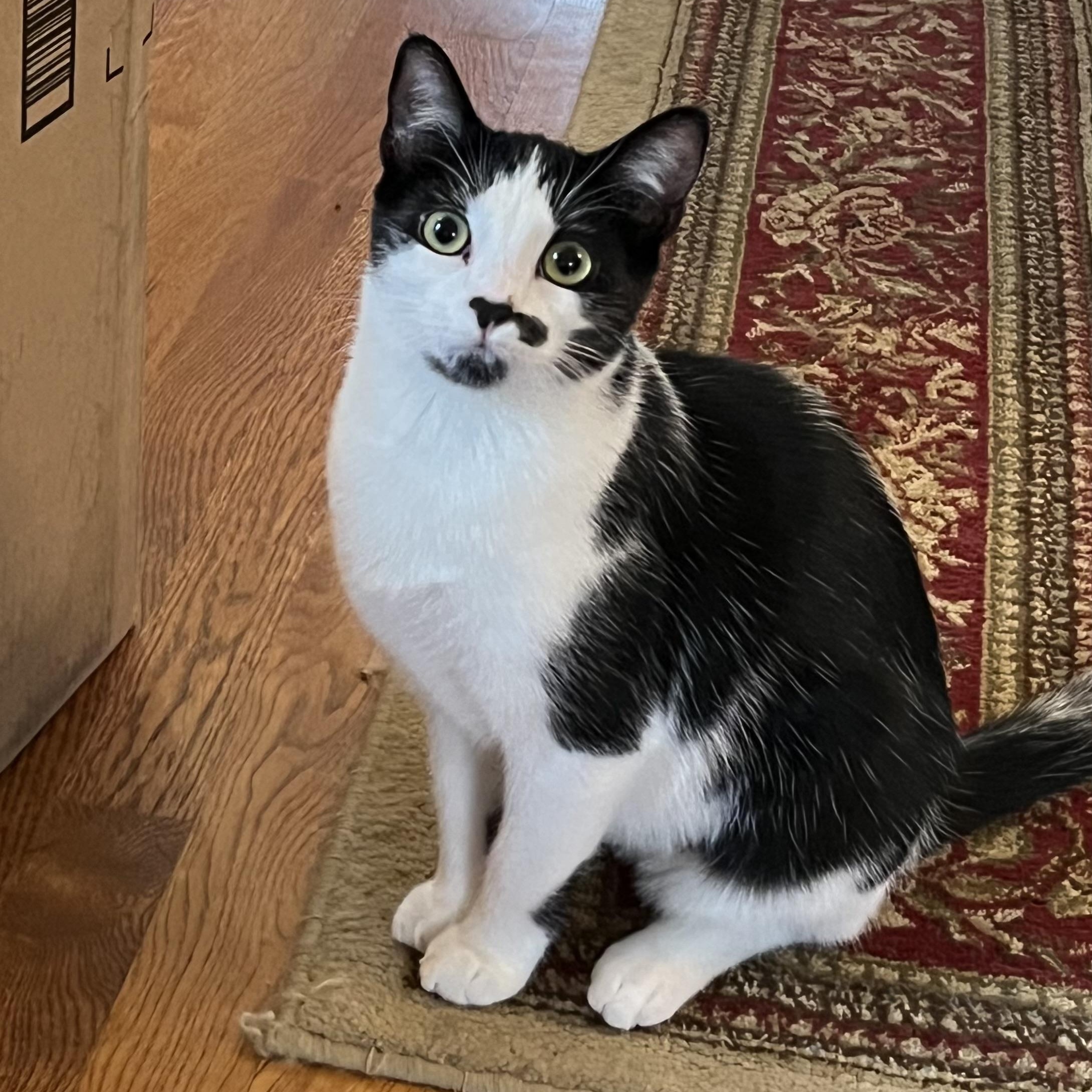 Enlarge Kate & Sophie, a Adoptable mixed breed in West Milford, NJ image 5/6