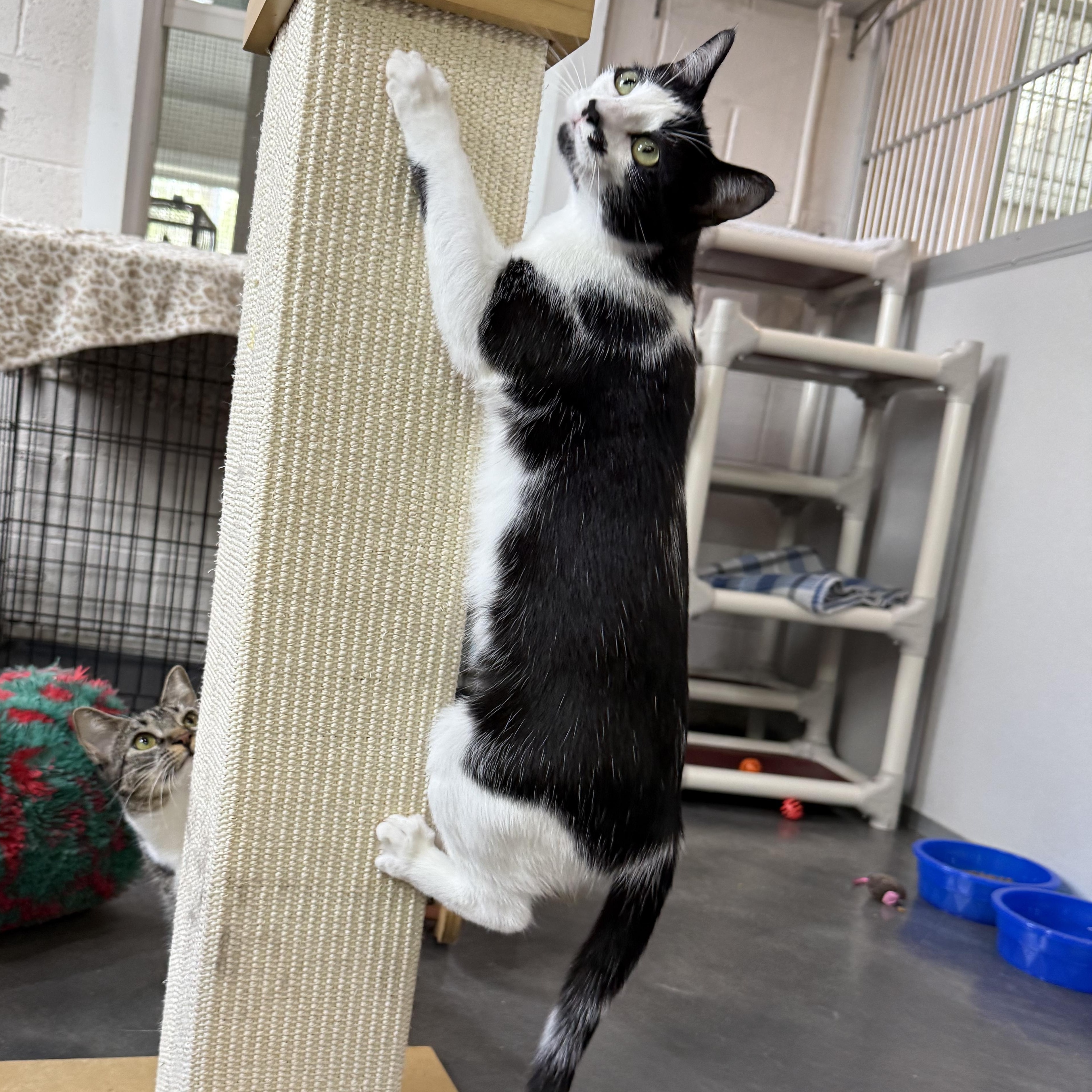 Enlarge Kate & Sophie, a Adoptable mixed breed in West Milford, NJ image 6/6