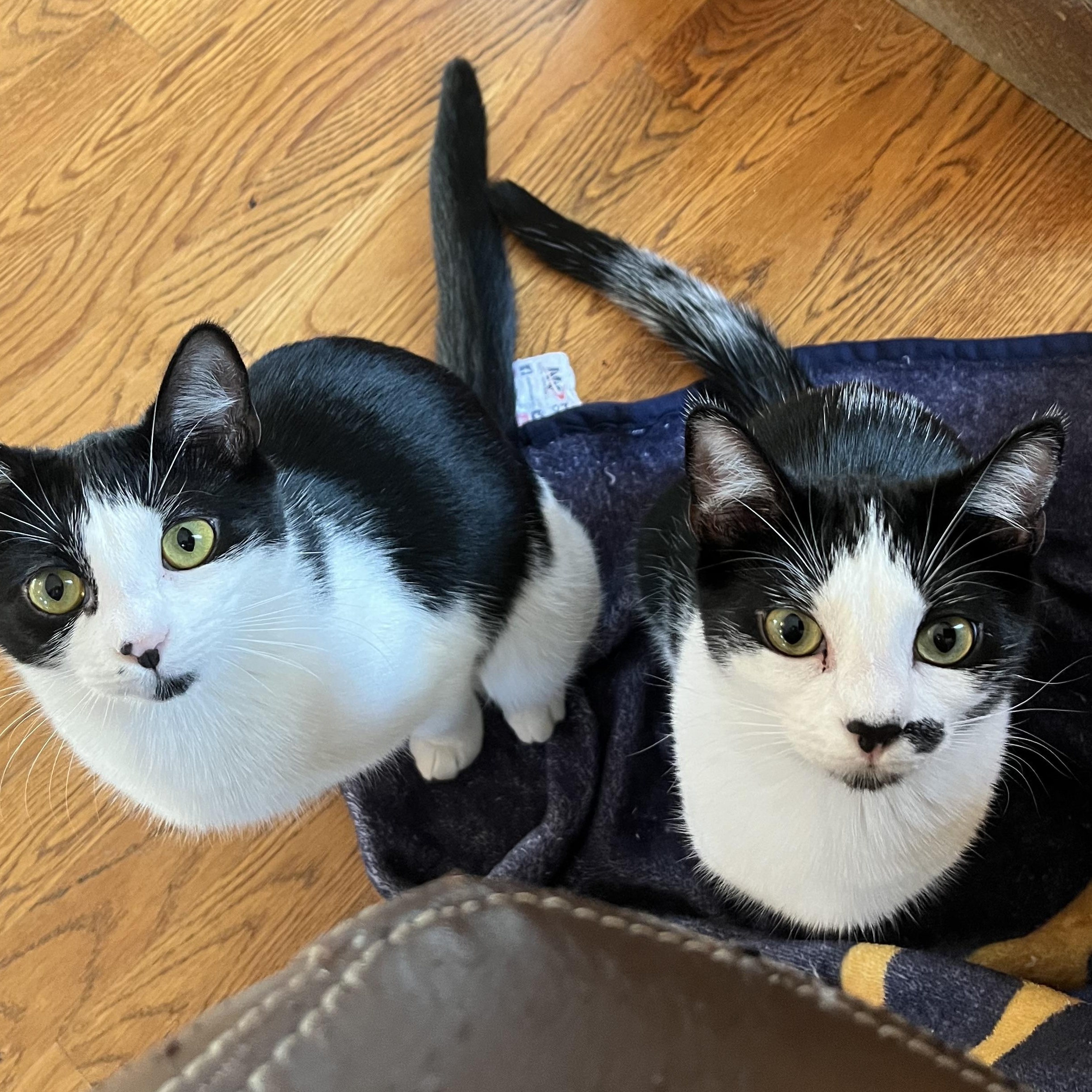 Enlarge Kate & Sophie, a Adoptable mixed breed in West Milford, NJ image 4/6