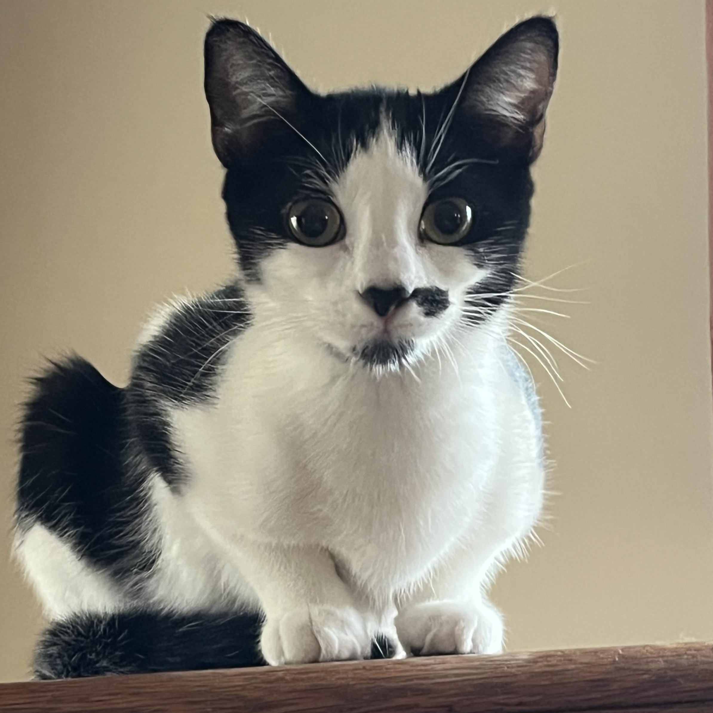 Enlarge Kate & Sophie, a Adoptable mixed breed in West Milford, NJ image 3/6