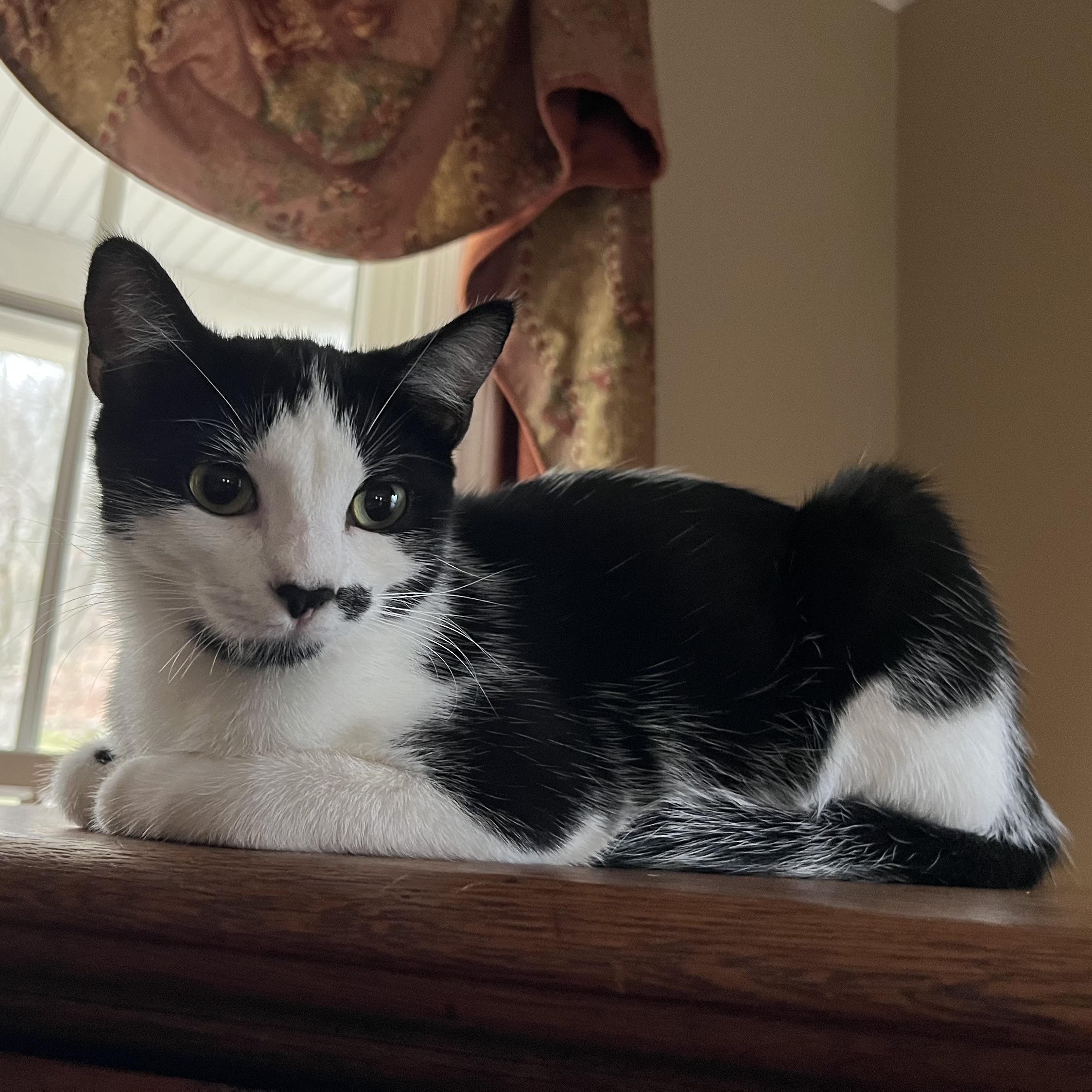 Kate & Sophie, Adoptable, Kitten Female Domestic Short Hair.