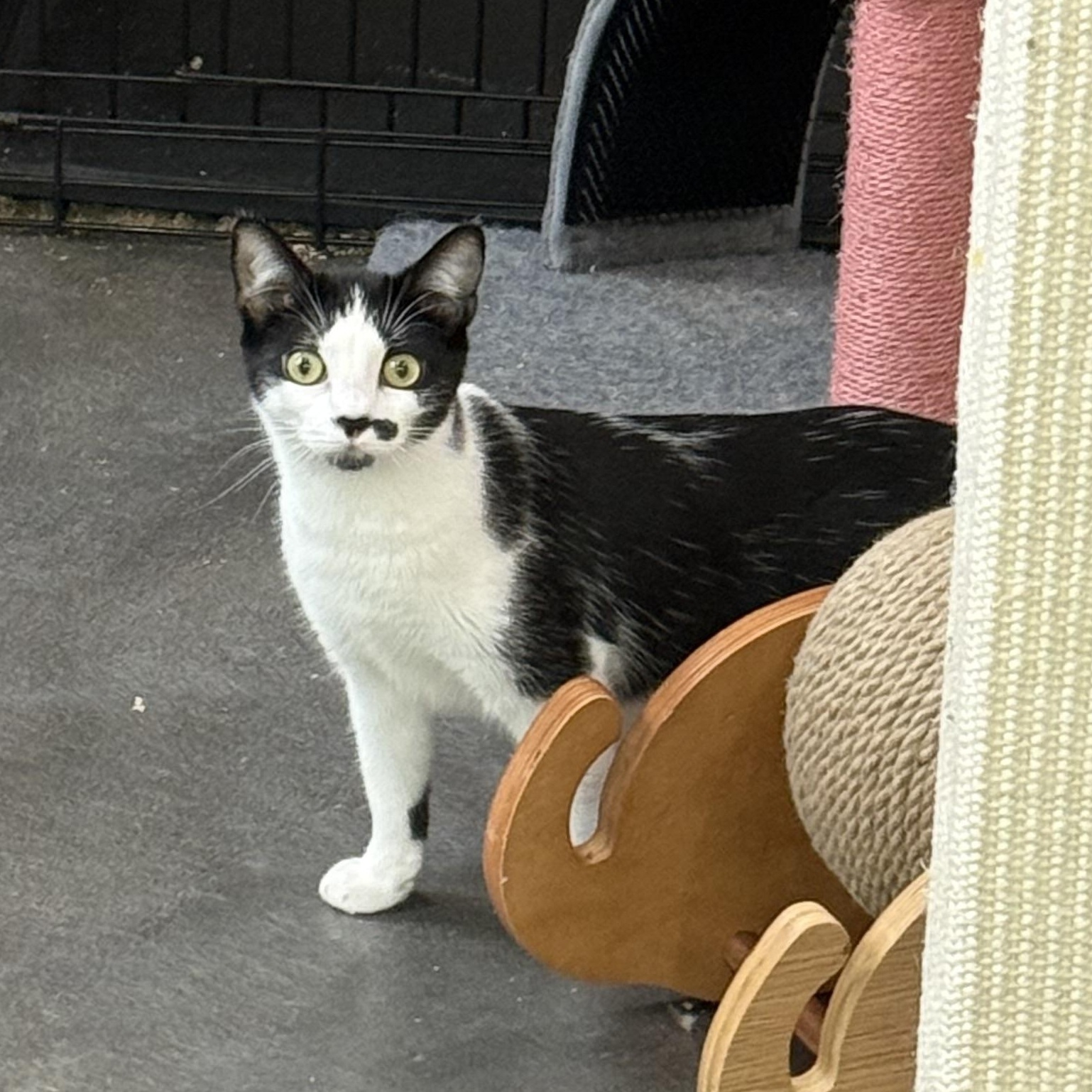 Enlarge Kate & Sophie, a Adoptable mixed breed in West Milford, NJ image 6/6