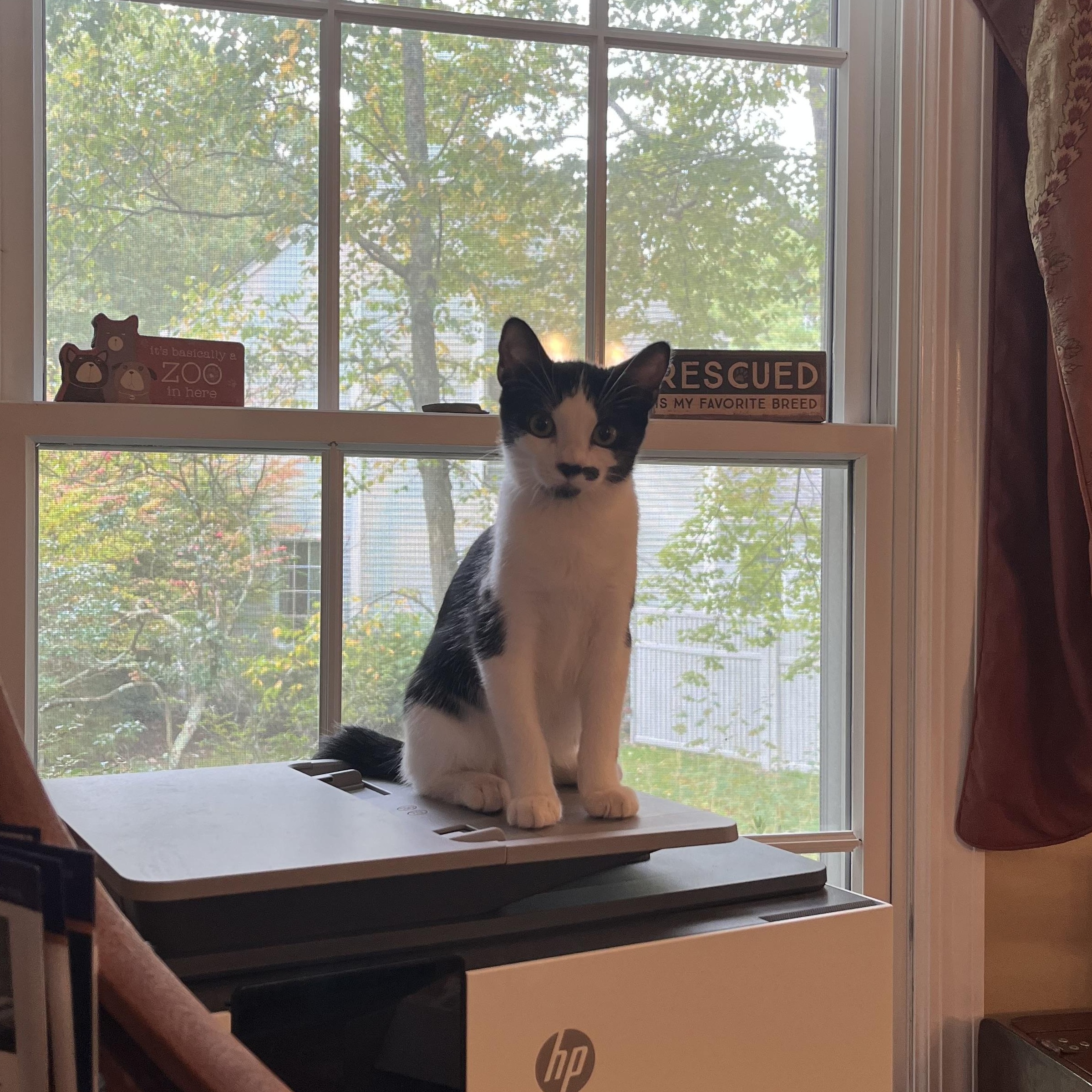 Enlarge Kate & Sophie, a Adoptable mixed breed in West Milford, NJ image 5/6