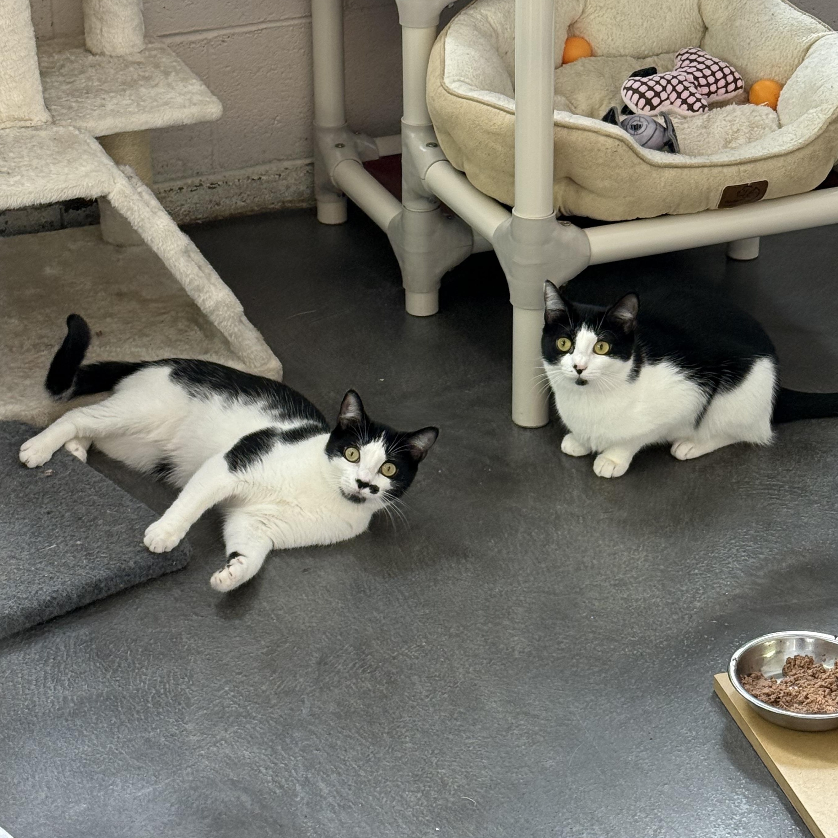 Enlarge Kate & Sophie, a Adoptable mixed breed in West Milford, NJ image 3/6