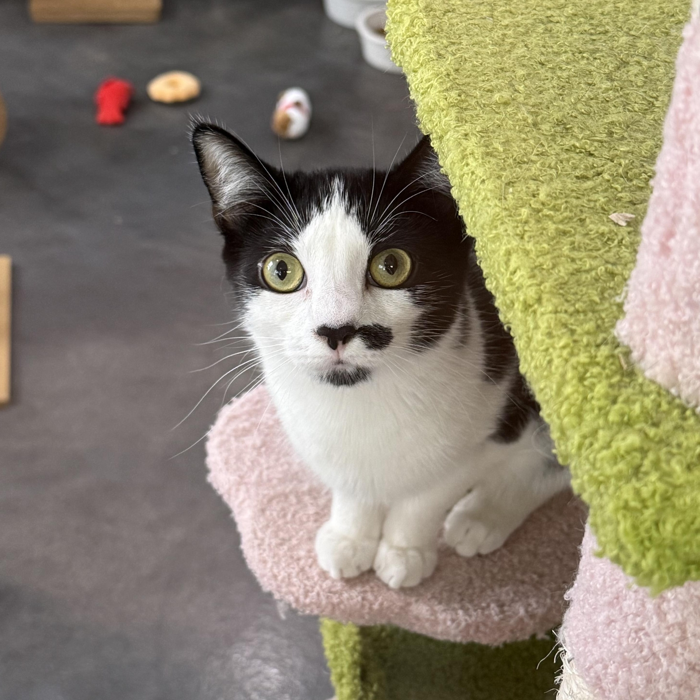 Kate & Sophie, Adoptable, Kitten Female Domestic Short Hair.