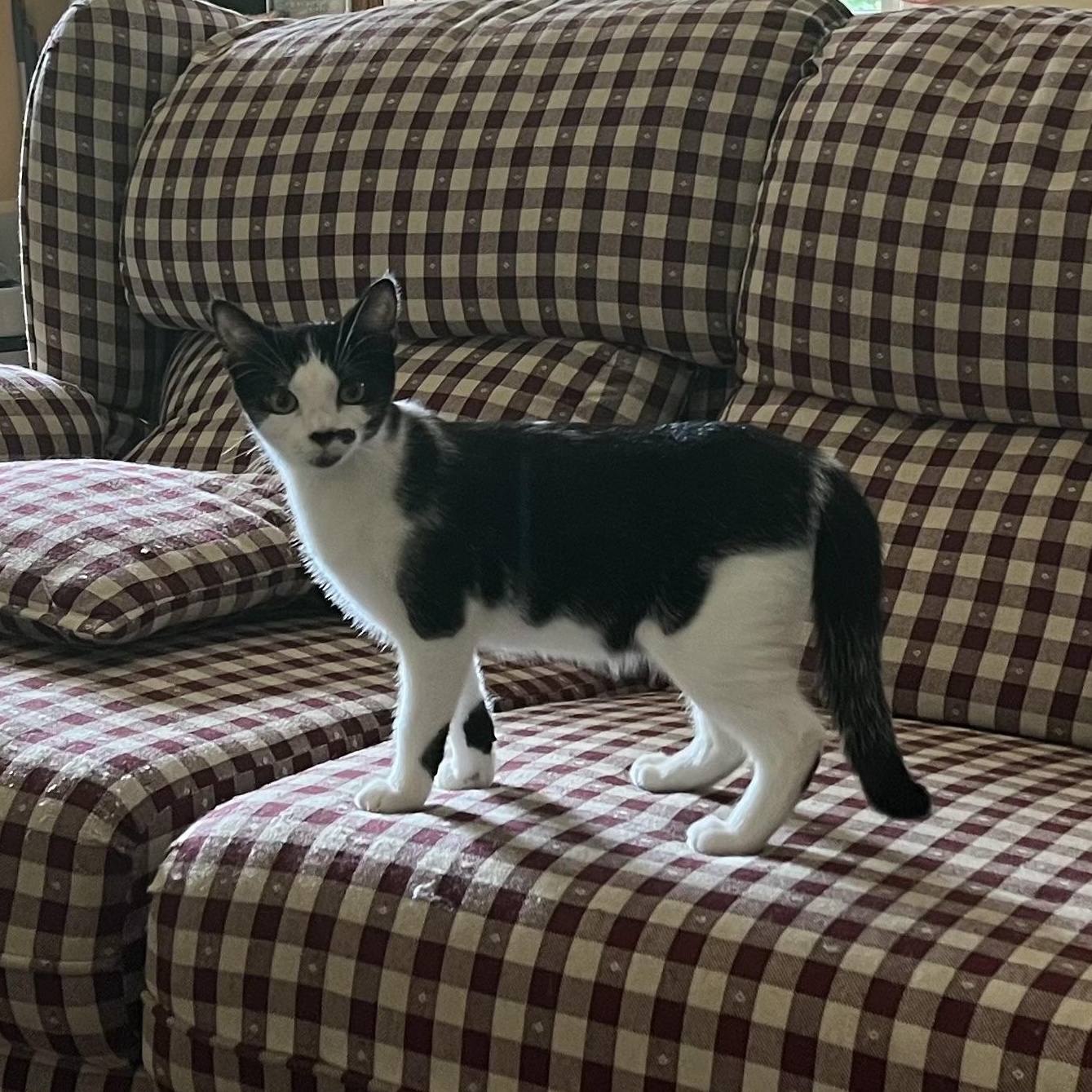 Enlarge Kate & Sophie, a Adoptable mixed breed in West Milford, NJ image 6/6