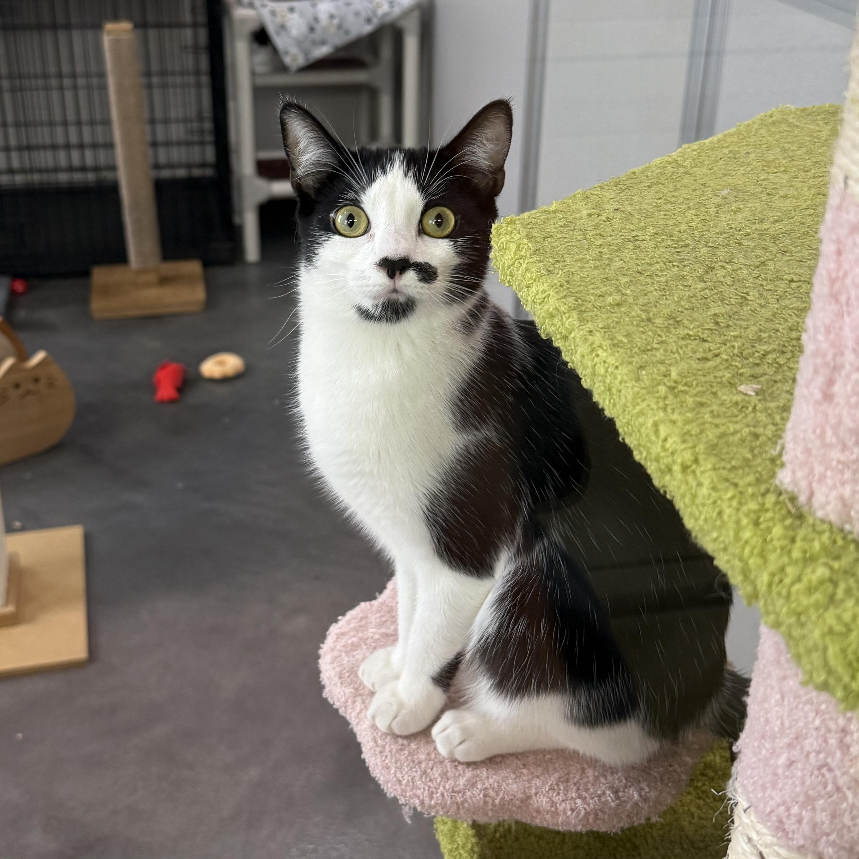Enlarge Kate & Sophie, a Adoptable mixed breed in West Milford, NJ image 3/6