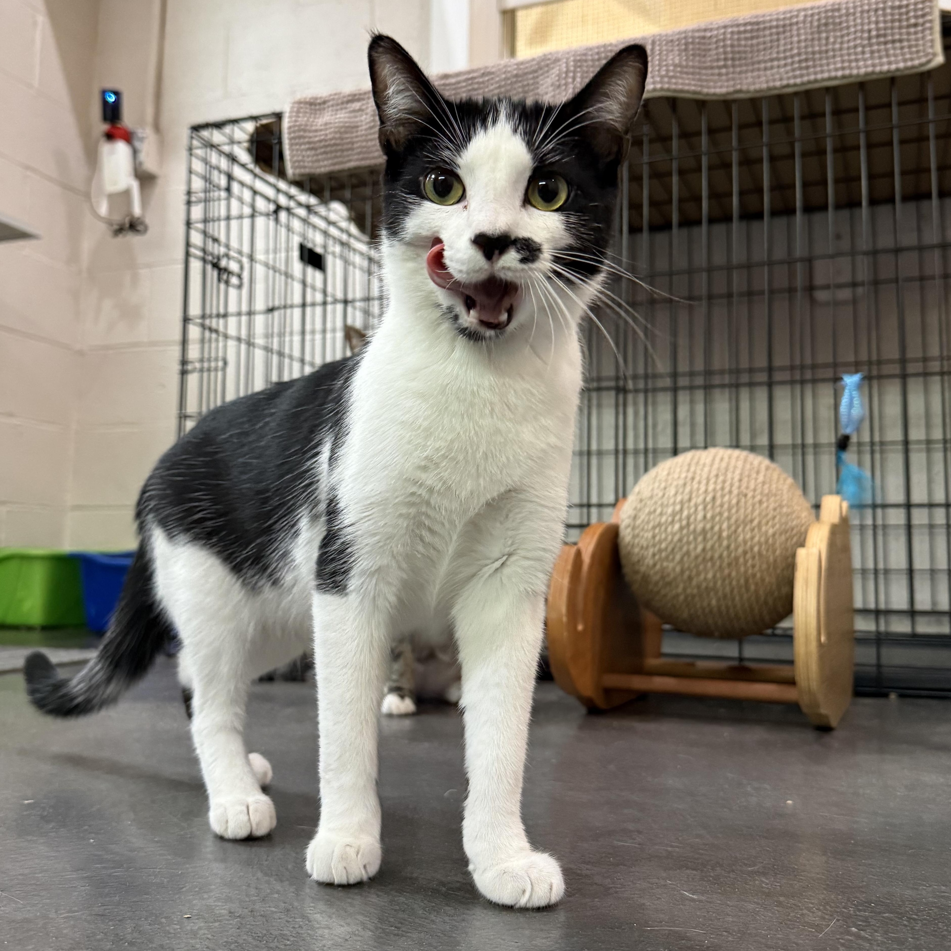 Enlarge Kate & Sophie, a Adoptable mixed breed in West Milford, NJ image 4/6