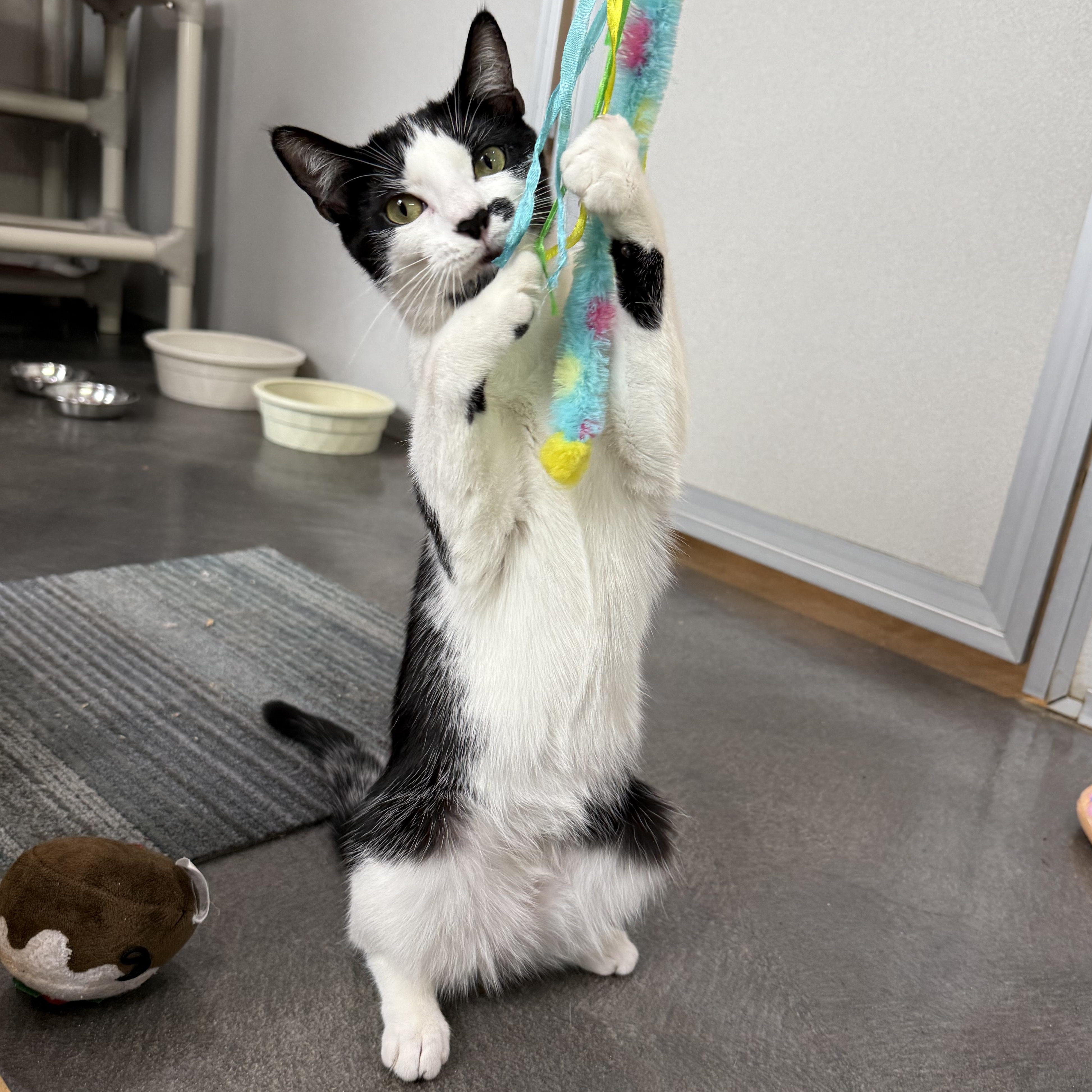 Kate & Sophie, Adoptable, Kitten Female Domestic Short Hair.