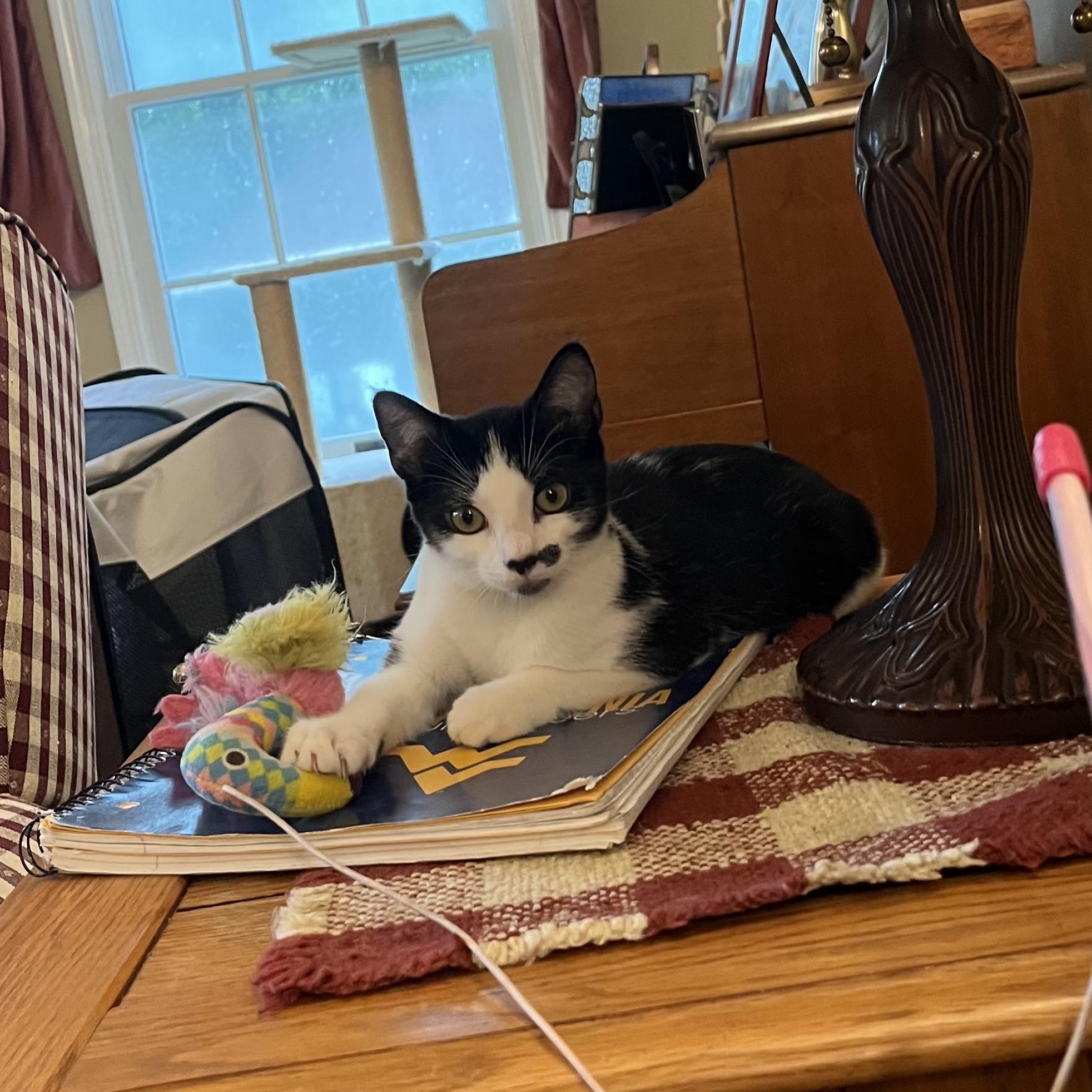 Enlarge Kate & Sophie, a Adoptable mixed breed in West Milford, NJ image 2/6