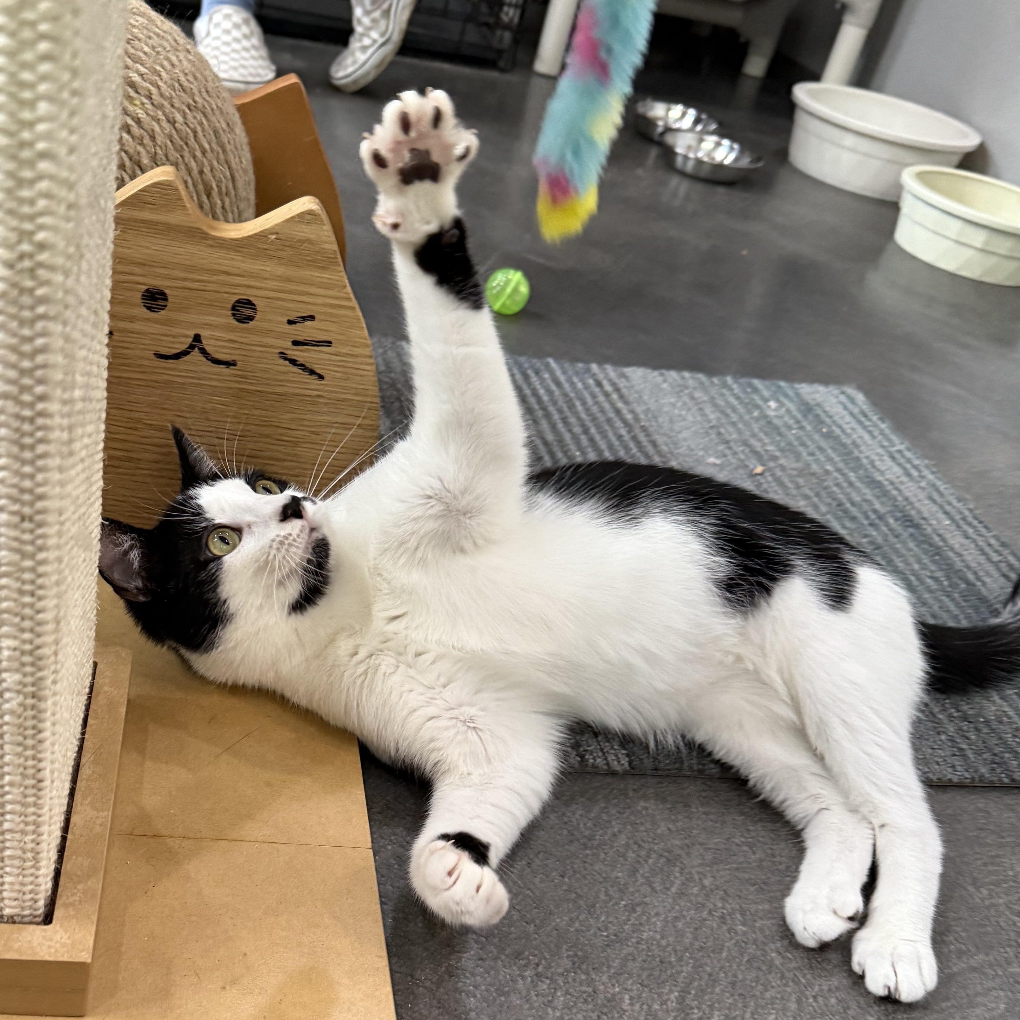 Enlarge Kate & Sophie, a Adoptable mixed breed in West Milford, NJ image 6/6