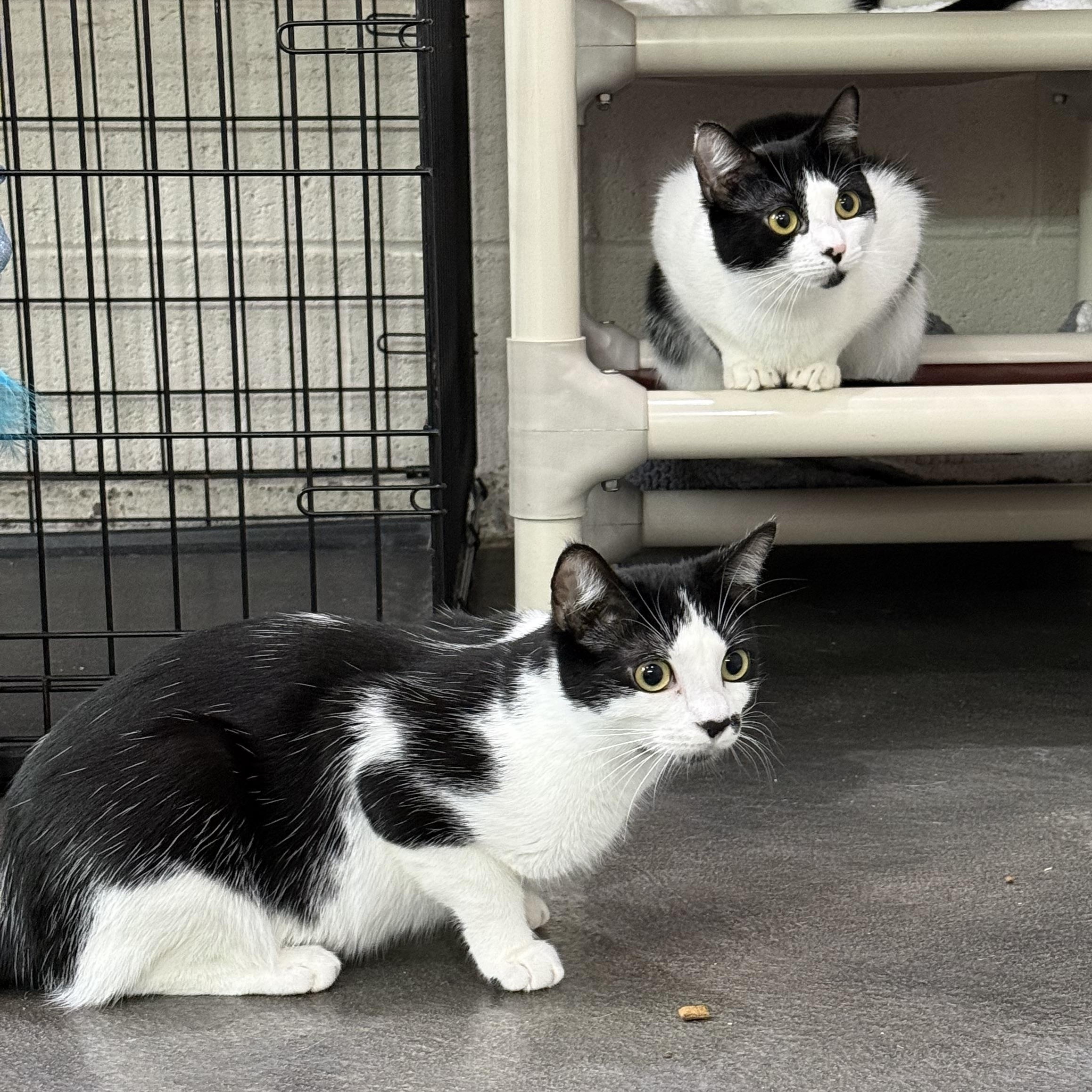 Enlarge Kate & Sophie, a Adoptable mixed breed in West Milford, NJ image 5/6