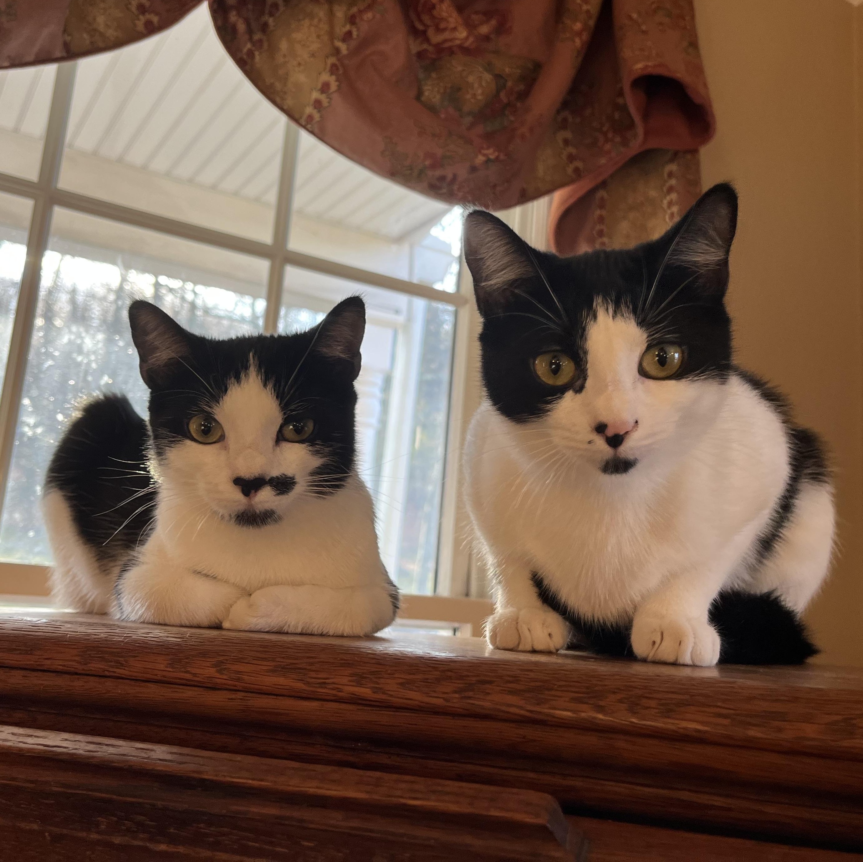 Enlarge Kate & Sophie, a Adoptable mixed breed in West Milford, NJ image 1/6