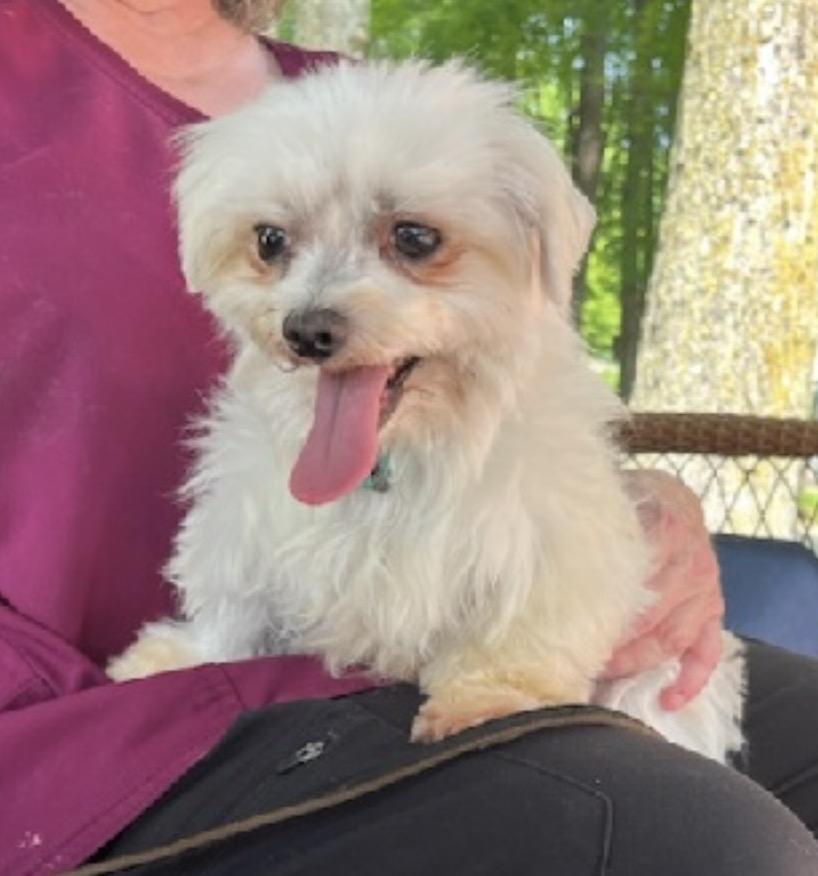 Enlarge Echo, a Adoptable Maltese in Nerstrand, MN image 5/5