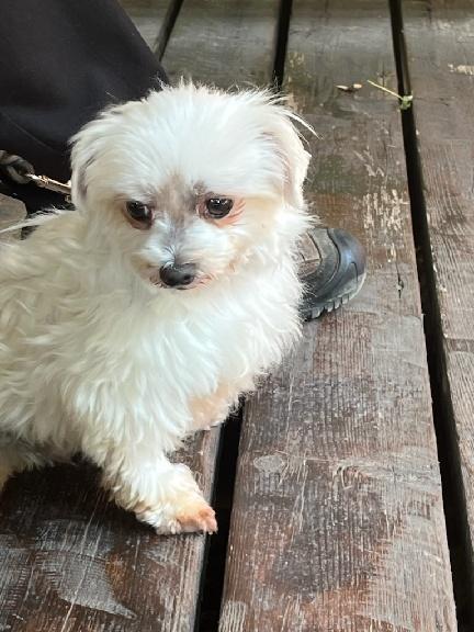 Enlarge Echo, a Adoptable Maltese in Nerstrand, MN image 4/5