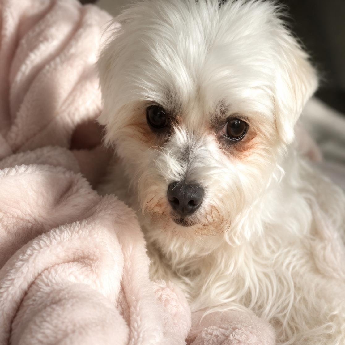 Echo, Adoptable, Adult Male Maltese.