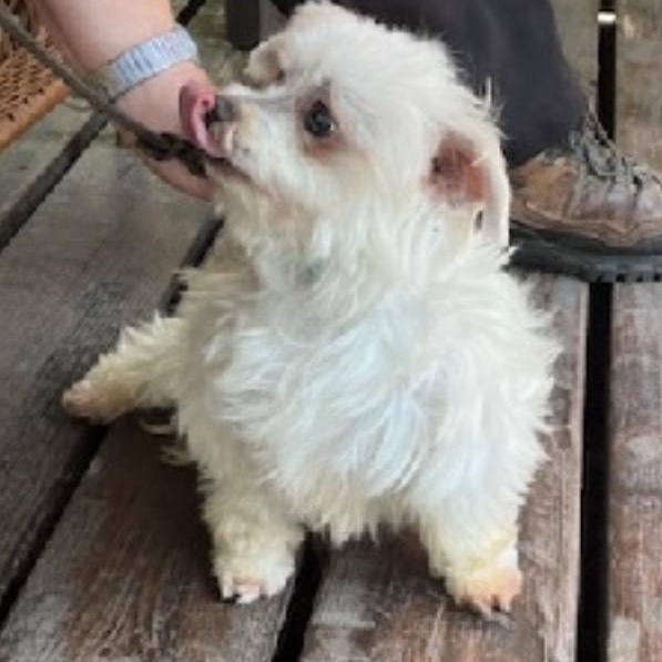Enlarge Echo, a Adoptable Maltese in Nerstrand, MN image 2/5