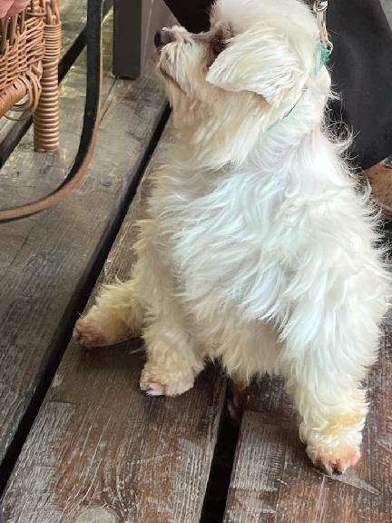 Enlarge Echo, a Adoptable Maltese in Nerstrand, MN image 3/5