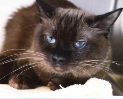 Elizabeth Taylor, a ADOPTABLE Burmese in Mississauga, ON image 1/6