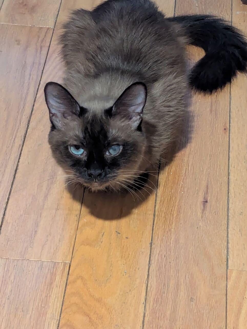 Elizabeth Taylor, a ADOPTABLE Burmese in Mississauga, ON image 4/6