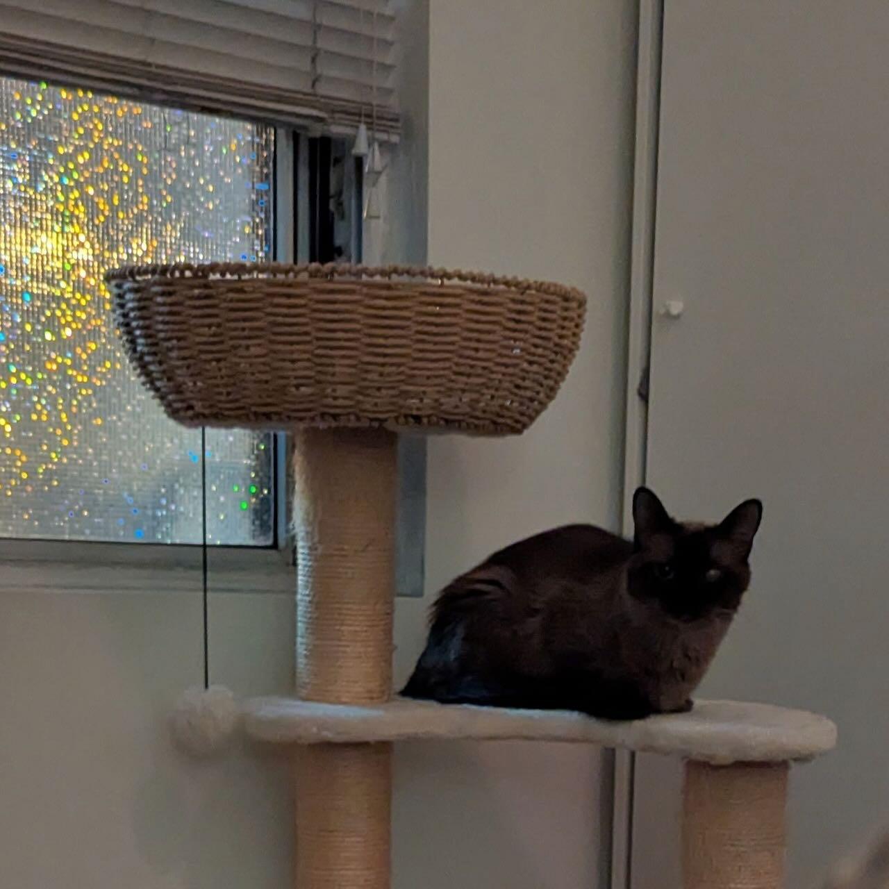 Elizabeth Taylor, a ADOPTABLE Burmese in Mississauga, ON image 2/6