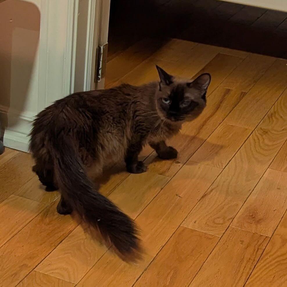 Elizabeth Taylor, a ADOPTABLE Burmese in Mississauga, ON image 3/6