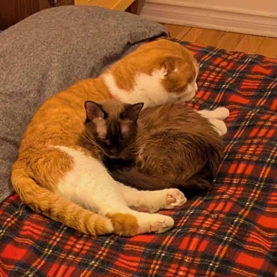 Elizabeth Taylor, a ADOPTABLE Burmese in Mississauga, ON image 5/6