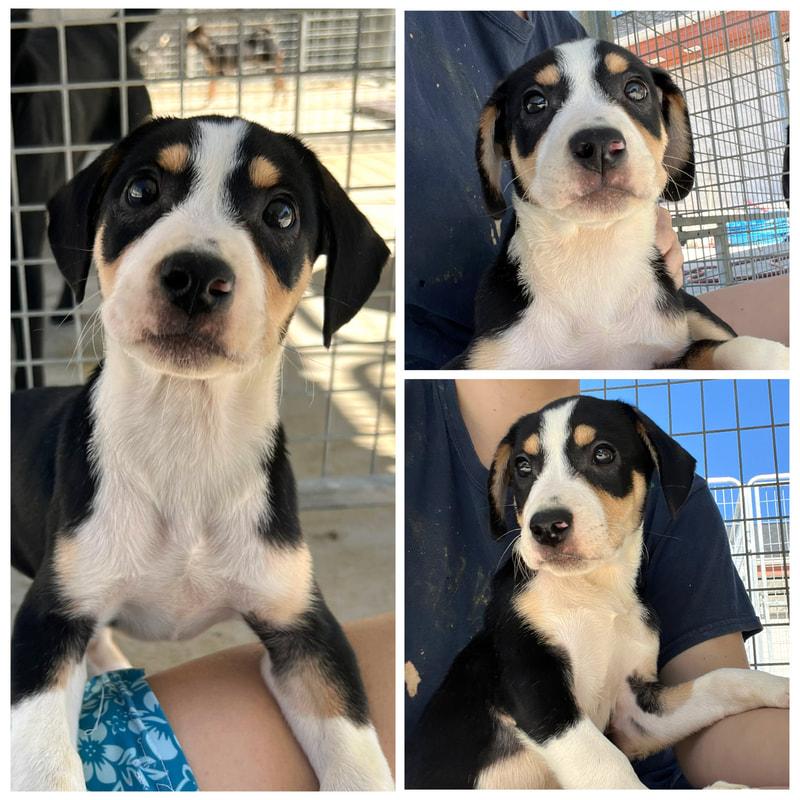 Enlarge Rowan, a Adoptable Mixed Breed in Dublin, VA image 1/1