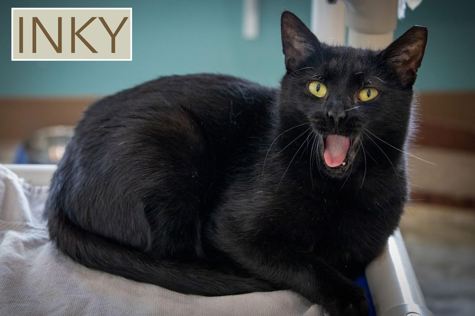 Inky (FCID# 12/17/2025 - 57 Millsboro PS), Adopted, Young Female Domestic Short Hair.