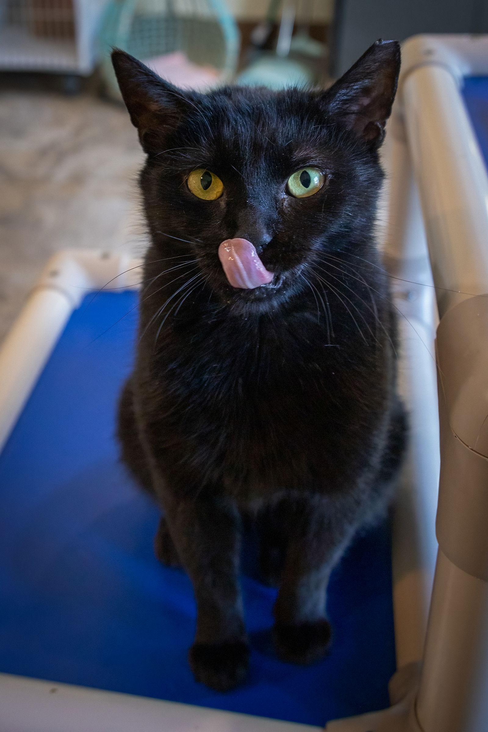 Enlarge Inky (FCID# 12/17/2025 - 57 Millsboro PS), a Adopted Domestic Short Hair in Greenville, DE image 2/3