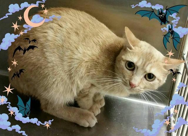 Aster, Adoptable, Adult Female Domestic Short Hair.