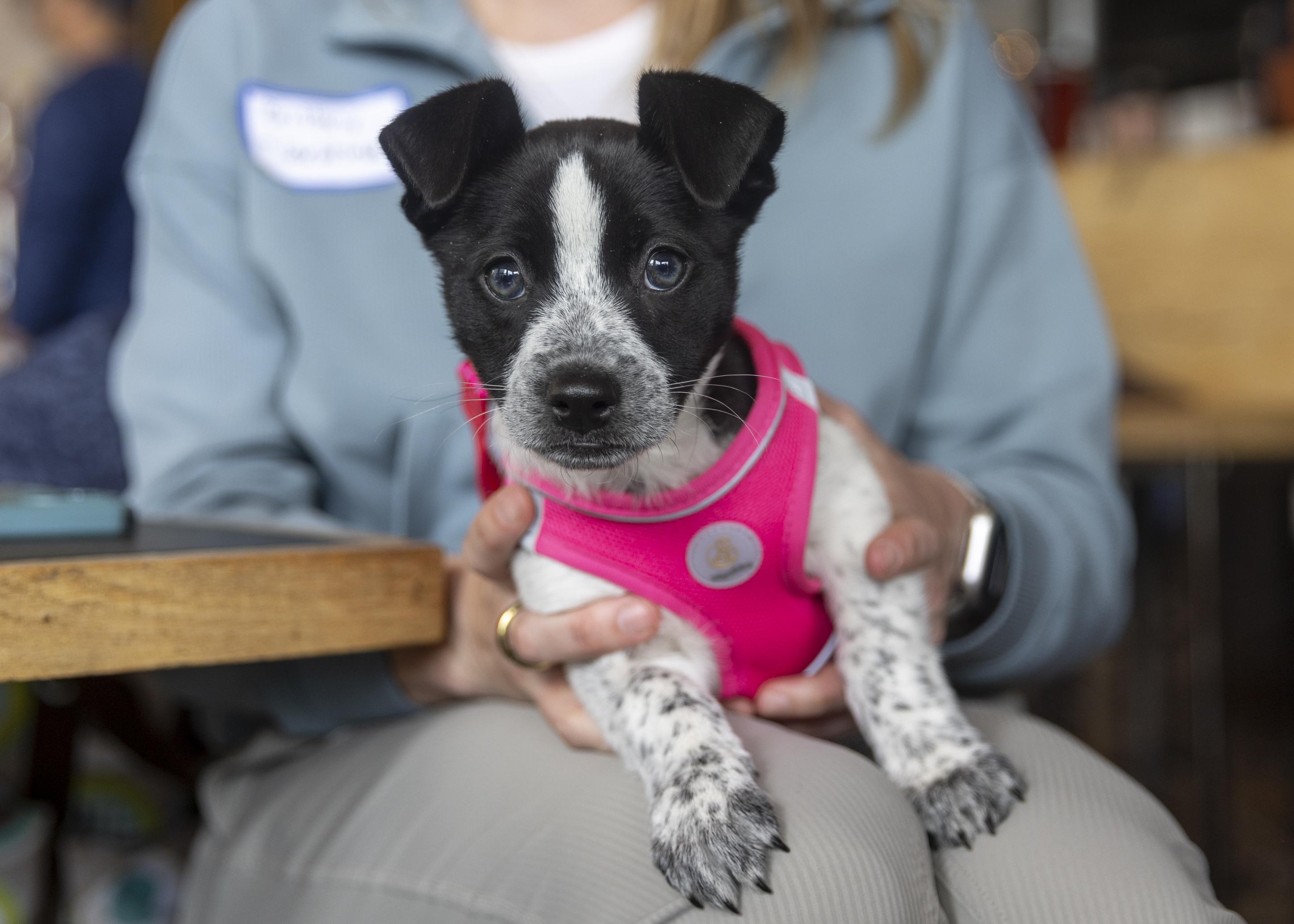 Enlarge Sarafina, an adoptable mixed breed in Minneapolis, MN image 4/6
