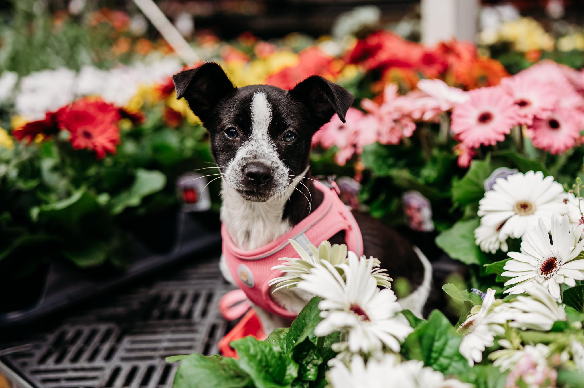 Sarafina, adoptable, Puppy Female Chihuahua & Terrier.
