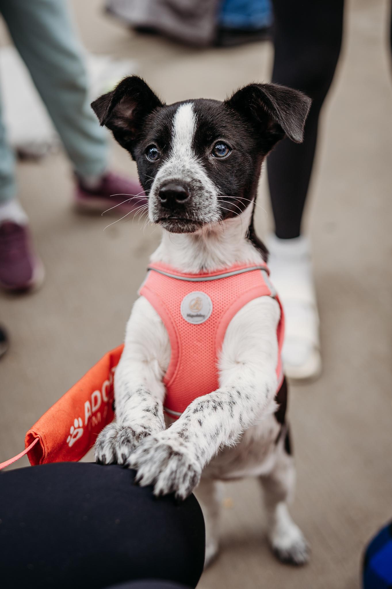 Enlarge Sarafina, an adoptable mixed breed in Minneapolis, MN image 2/6